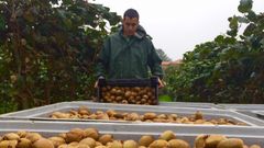 O Baixo Mi�o es una de las zonas de mayor producci�n de kiwi en toda la pen�nsula