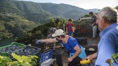 Vendimia de este ao en los viedos de la bodega Tear