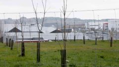 Los casta�os crecen en una superficie de 3,6 hect�reas, repartida en tres fincas