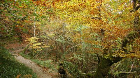 Ruta por el bosque de la Devesa da Rogueira, en O Courel