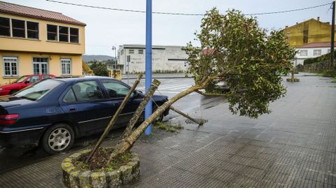 �rbol roto en Ponteceso