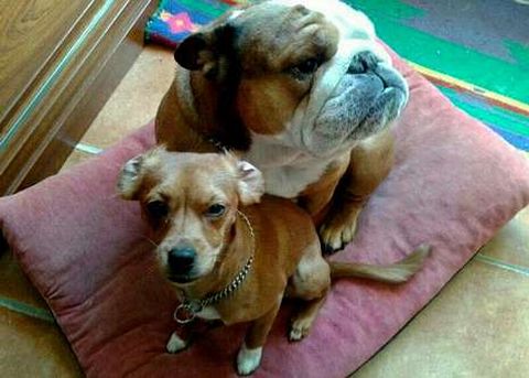 Los dos perros sustra�dos en Pontevedra.