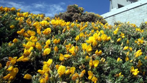 Toxo: Las flores coloridas que pueblan el Whatsapp no tienen ni punto de comparación con el toxo.