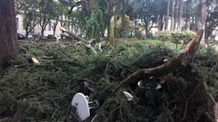 Ca�da de las palmeras de Pontevedra