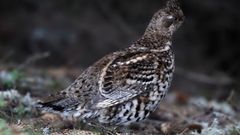 Gr�vol, un ave extinta que se reintroducir� en Espa�a