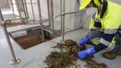 Restos de toallitas y guantes extra�dos por un operario en el tanque de tormentas Inxerto 2 de A G�ndara