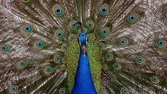 As cores das plumas son un ingrediente fundamental do cortexo de moitas especies.