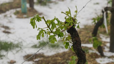 El seguro agrario cube problemas como�los da�os que el granizo ocasiona en el vi�edo