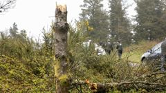 Imagen de un pino afectado por la banda marr�n�en el interior de la provincia de Lugo