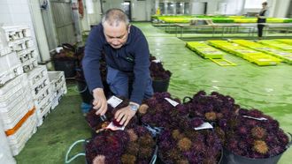Venta de erizo, esta semana pasada, en la lonja de Malpica