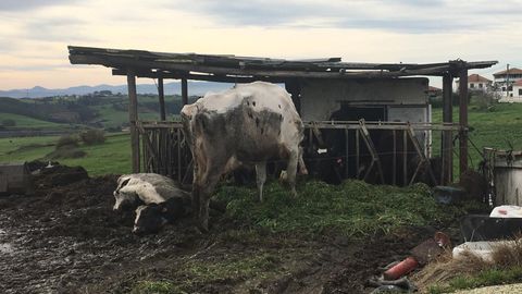 Las condiciones deplorables en las que se encuentran las vacas
