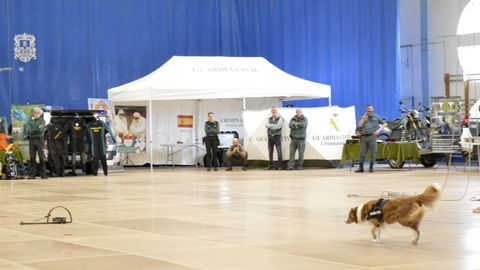 Efectivos caninos con la Guardia Civil en Pontedeume. 