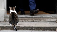 El gato Larry, que vive en el n�mero 10 de Downing Street (la casa del primer ministro britanico), espera paciente en la puerta