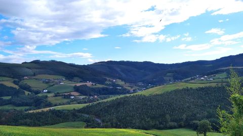 Plantaci�n de eucaliptos en el valle de San Agust�n, en Tapia