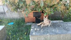 La caseta y uno de los felinos antes del ataque