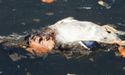 Pato muerto en el estuario de Avils