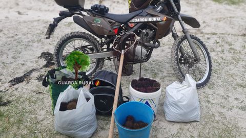 Imagen del marisco y de los utensilios decomisados este mi�rcoles en Corme.