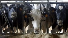 Imagen de archivo de unas vacas frisonas en una granja