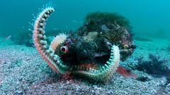 Un ejemplar de caracola, cubierto de esponjas, algas y an�monas, a la caza de una estrella en�los fondos de las islas C�es.