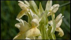 La  Dactylorhiza cantabrica  es una subespecie end�mica o exclusiva del noroeste ib�rico