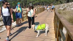 Uno de los perros gu�a y su monitora durante la sesi�n de entrenamiento en las Islas C�es