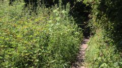 El abandono del bosque encantado de Ald�n