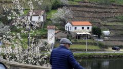 Cerezos en flor en la orilla del Mi�o en Belesar, este martes