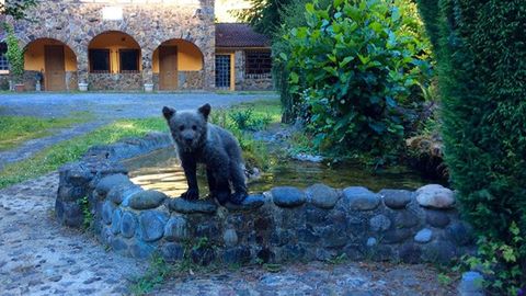 El osezno en el patio del Centro de Tratamiento de Adicciones El Valle, en Santo Adriano