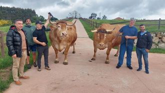 Trevao y Rel�mpago, dos bueyes de 2,2 toneladas de peso cada uno, en la explotaci�n de As Encrobas, Cerceda, en la que fueron criados hasta su venta al grupo hostelero Amaren de Bilbao.