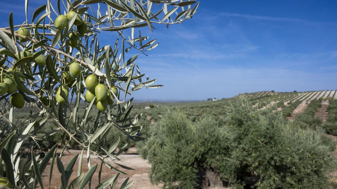 Retiran aceite de oliva para estabilizar precios