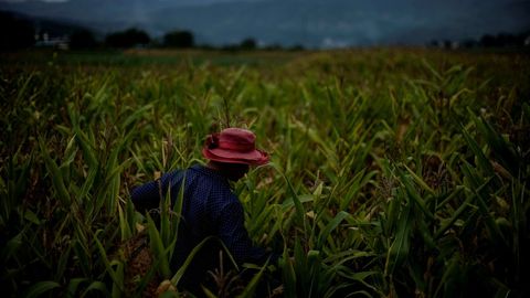 Campo de agricultura en la provincia de Yunnan