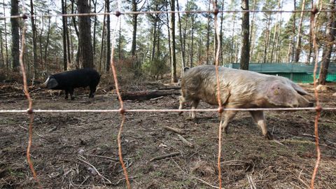 El porco celta criado en libertad est� presente en terrenos de la comunidad de montes de Carballo.