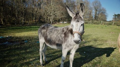 Campa�a para trasladar a Petiso