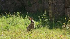 El conejo es una de las principales especies cineg�ticas de la provincia