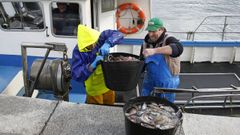 Descarga de pulpo en Porto do Son