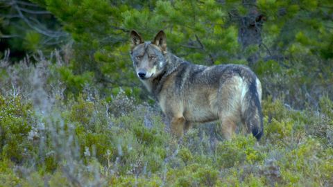 Imagen de un lobo