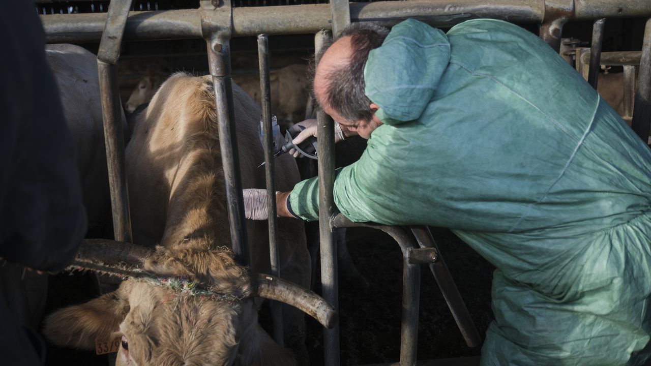 España quiere vacunar contra la dermatosis nodular en comarcas de Aragón, Navarra y País Vasco