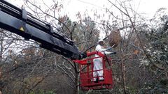 Momento en el que retiran un nido de avispa asi�tica