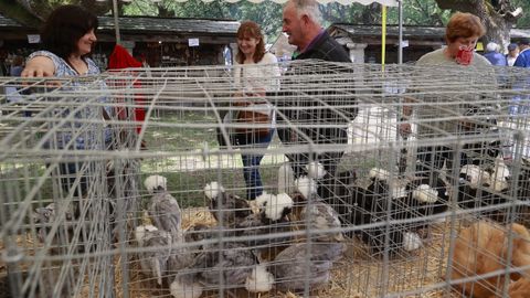 Tambin hubo animales en la feria