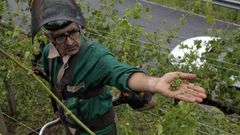 Un viticultor de San Fiz en un vi�edo da�ado por el granizo en junio del a�o pasado