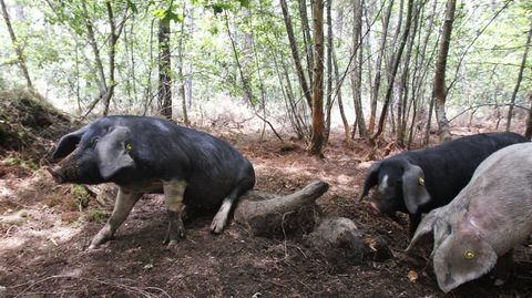 Imagen de una explotaci�n de ganado porcino en extensivo