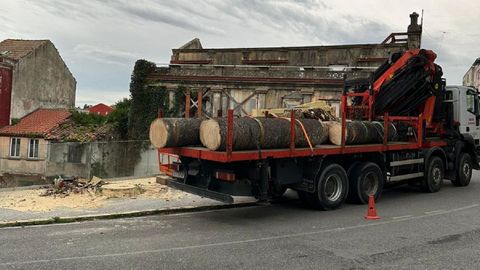 Tala de la famosa palmera de Mugardos 