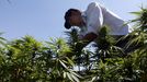 Imagen de archivo de un agricultor cultivando plantas de  Cannabis sativa 