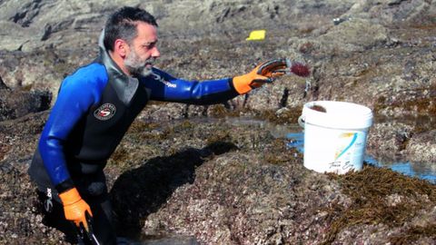 Captura del oricio en Asturias