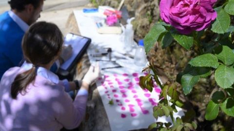 Pruebas con los ptalos de la rosa narcea