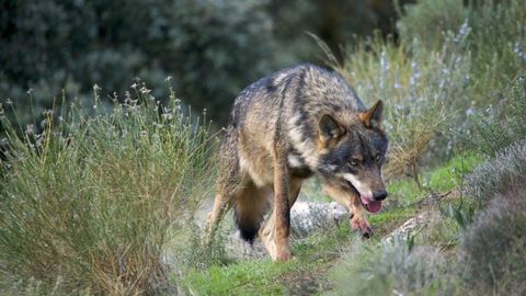 Lobo ibrico