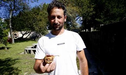 Los insectos tambi�n devoran la fruta