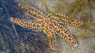 La estrella de mar espinosa