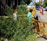 La maleza ha alcanzado tal altura que casi no permite ver a los vecinos de la calle. 