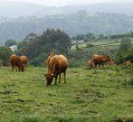 Imagen de las vacas en poder de los imputados. 